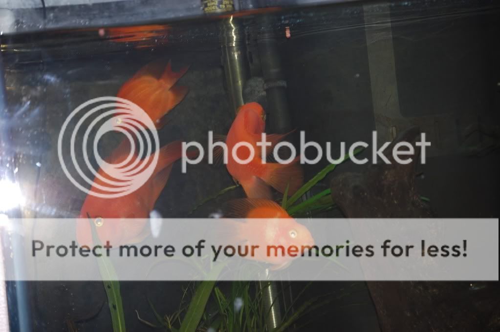 FreeBlood Parrots, Jack Dempsey and Green Severum pick up only